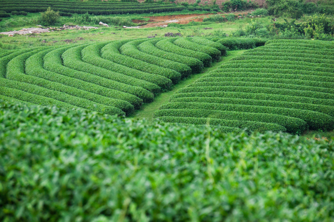 Green tea hills in Moc Chau plateau
